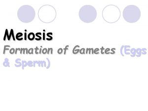 Meisosis