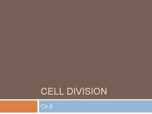 What does an individual chromosome look like