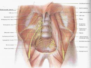 Psoas Major It arises from the roots of