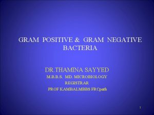 Gram positive bacili