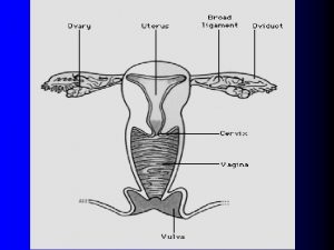 Epithulium Epithulium