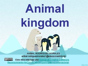 Animal kingdom ANBAL RODRGUEZ MORALES anibal rodriguezmorales 1educa