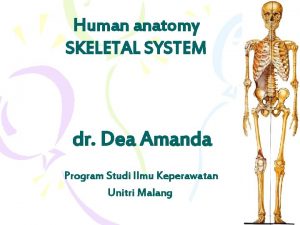 Human anatomy SKELETAL SYSTEM dr Dea Amanda Program
