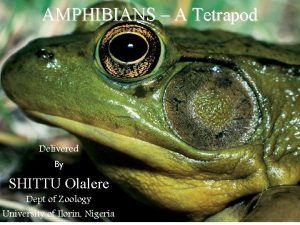 AMPHIBIANS A Tetrapod Delivered By SHITTU Olalere Dept
