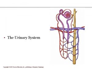 Difference between cortical and juxtamedullary nephrons