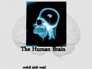 The Human Brain mehdi jalali majd Part I