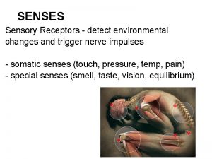Pain receptors