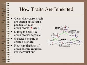 How Traits Are Inherited Genes that control a