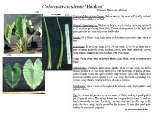 Colocasia esculenta Haokea Haakea Haawikea Ahakea 3736 Lisa