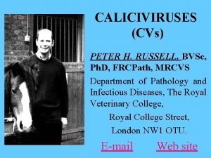 CALICIVIRUSES CVs PETER H RUSSELL BVSc Ph D