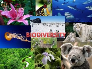 BIODIVERSITY INTRODUCTION The term Biodiversity was first coined