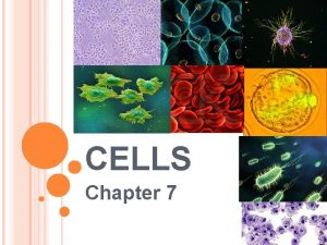 CELLS Chapter 7 CELL THEORY All living things