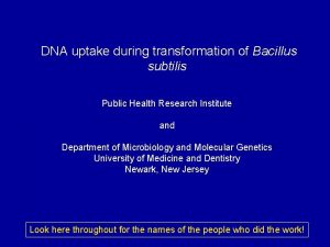 DNA uptake during transformation of Bacillus subtilis Public