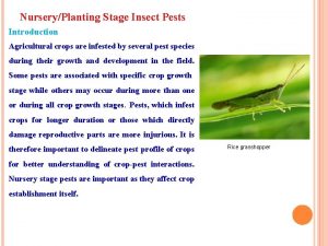 Coconut whitefly management