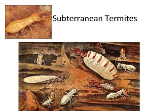 Subterranean Termites Bellwork Thurs Aug 25 2016 1