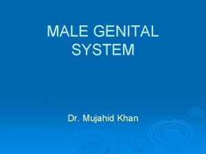 MALE GENITAL SYSTEM Dr Mujahid Khan Development of
