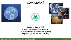 Got Mold Maryann Suero Ph D Environmental Health