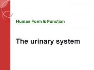 Human Form Function The urinary system Urinary system