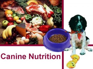 Basic canine nutrition vocabulary
