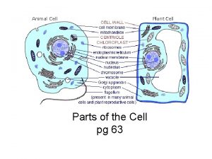 Parts of the Cell pg 63 Animal Cell