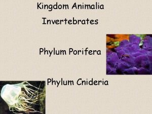 Kingdom Animalia Invertebrates Phylum Porifera Phylum Cnideria SPONGES