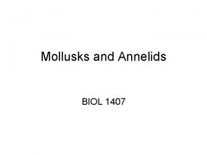 Mollusks and Annelids BIOL 1407 Phylum Mollusca Chitons