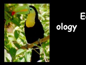 ology Ec WHAT IS ECOLOGY Ecology the scientific