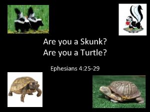 Skunk turtle