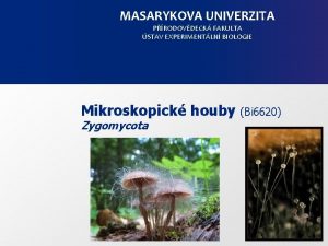 MASARYKOVA UNIVERZITA PRODOVDECK FAKULTA STAV EXPERIMENTLN BIOLOGIE Mikroskopick