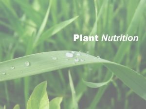 Plant Nutrition Plant Diet Lets discuss So what