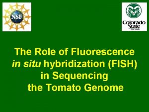 The Role of Fluorescence in situ hybridization FISH