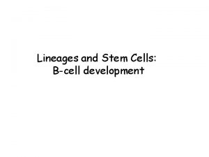 Lineages and Stem Cells Bcell development The Circulatory