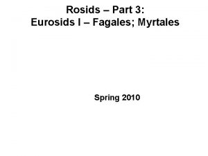 Rosids Part 3 Eurosids I Fagales Myrtales Spring