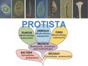 PROTISTA Usually unicellular In General Eukaryotic Animallike Mostly