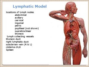Lymphatic Model locations of lymph nodes abdominal axillary