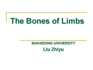 The Bones of Limbs SHANDONG UNIVERSITY Liu Zhiyu