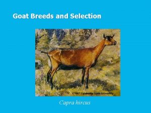 Goat Breeds and Selection Capra hircus Goat Breeds