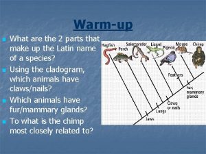 Cladogram earthworm trout lizard human