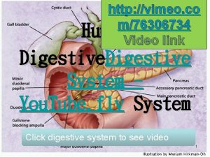 http vimeo co m76306734 Human Video link Digestive
