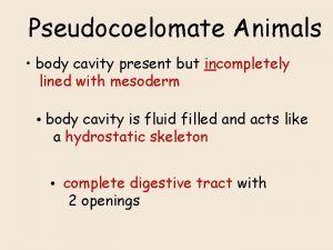 Pseudocoelomate body cavity