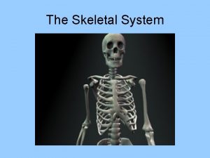 The Skeletal System Two skeletons Axial bones of