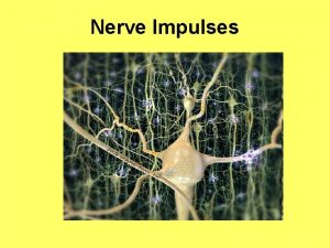 Nerve Impulses How does an impulse travel along