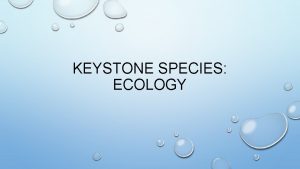 Keystone species definition and example