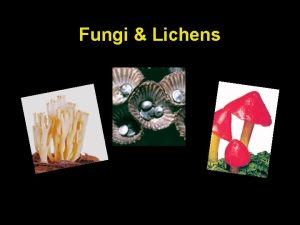 Fungi classification chart