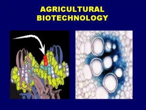 AGRICULTURAL BIOTECHNOLOGY Stages of Biotechnology Development Ancient biotechnology