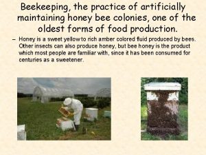 Beekeeping the practice of artificially maintaining honey bee