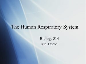 The Human Respiratory System Biology 314 Mr Doron