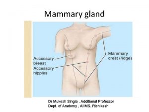 Axillary tail Axillary tail