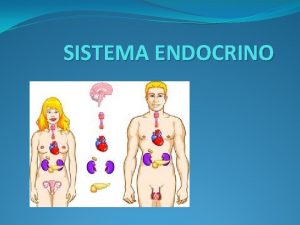 SISTEMA ENDOCRINO SISTEMA ENDOCRINO El sistema endocrino u