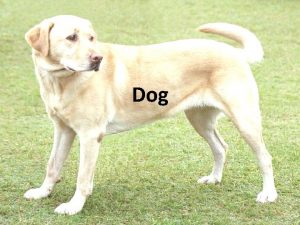 What is the genus name of canis familiaris